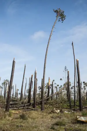 Produtores florestais querem parques de receção de madeira 